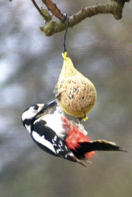 Der Specht hat Appetit.