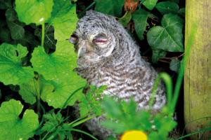 Waldkauz in Witten (© Foto: Davide Bentivoglio)